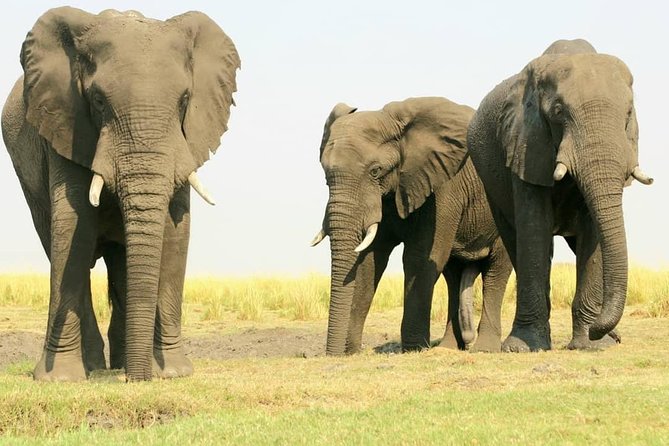Chobe National Park 1 Night Camping-Botswana - Accessibility and Infant Accommodations