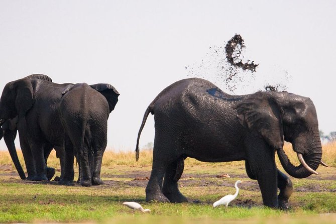 Chobe National Park 4X4 Day Safari and River Cruise - Itinerary Highlights