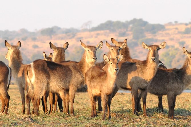 Chobe National Park 4X4 Day Safari and River Cruise - Accessibility