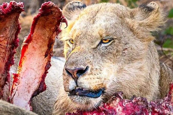 Chobe National Park From Victoria Falls - Key Points