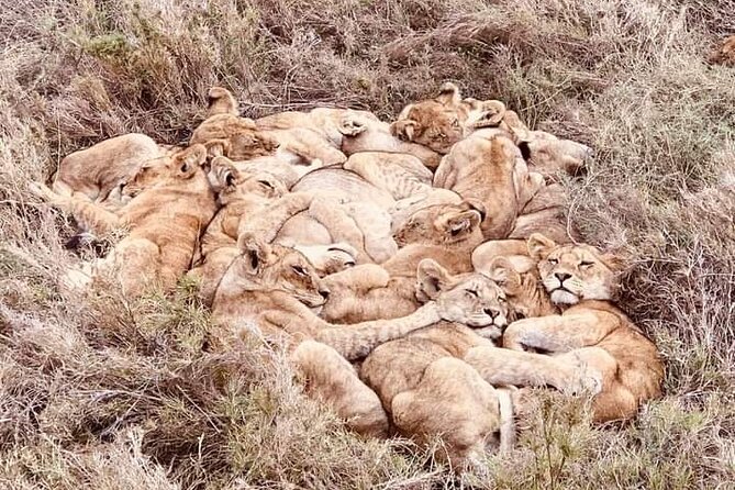 Chobe National Park From Victoria Falls - Meeting and Pickup Details