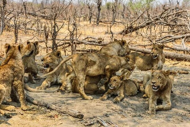 Chobe National Park From Victoria Falls - Inclusions and Fees