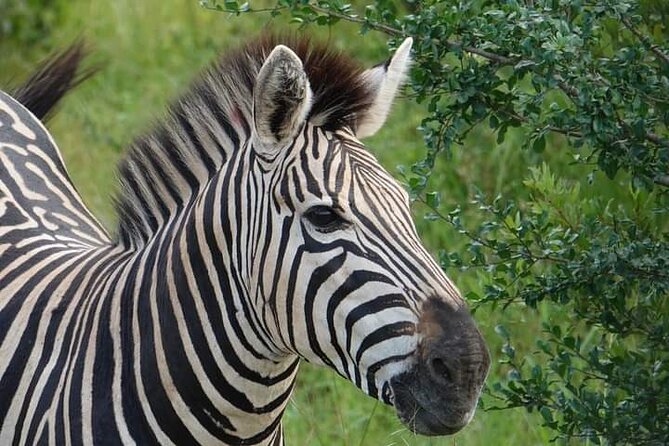Chobe National Park From Victoria Falls - Wildlife Sightings on Cruise