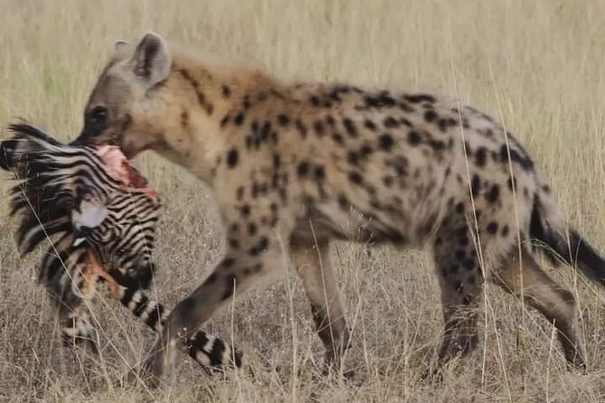 Chobe National Park From Victoria Falls - Safari in Chobe National Park