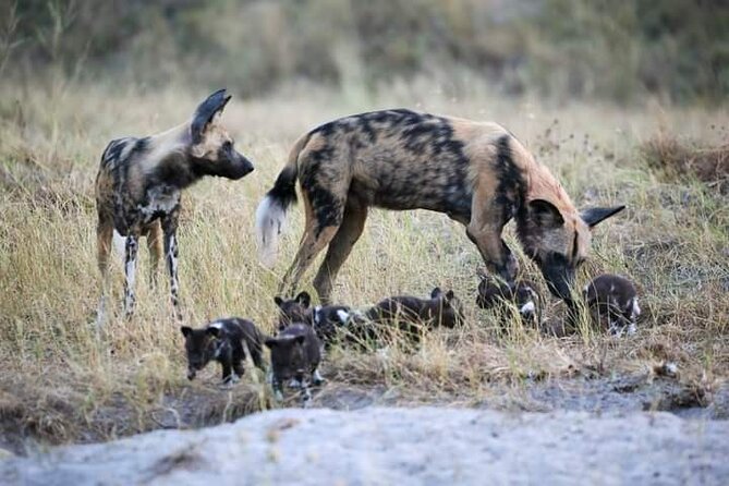 Chobe National Park From Victoria Falls - Tour Guide Assistance