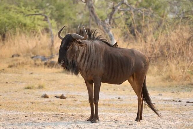 Chobe National Park From Victoria Falls - Customer Feedback Highlights
