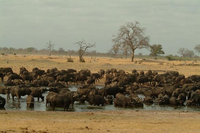 Chobe National Park Full Day Safari (Botswana) - Itinerary Details