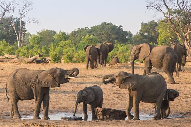 Chobe National Park Full Day Safari (Botswana) - Chobe National Park