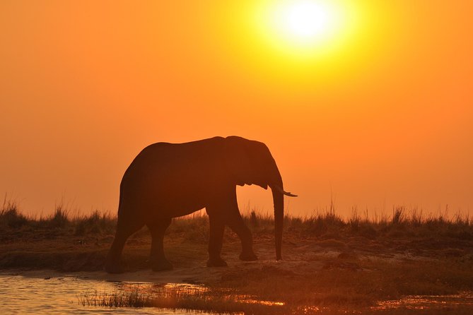 Chobe National Park Game Drive, Botswana - Elephant Population and Bird Species