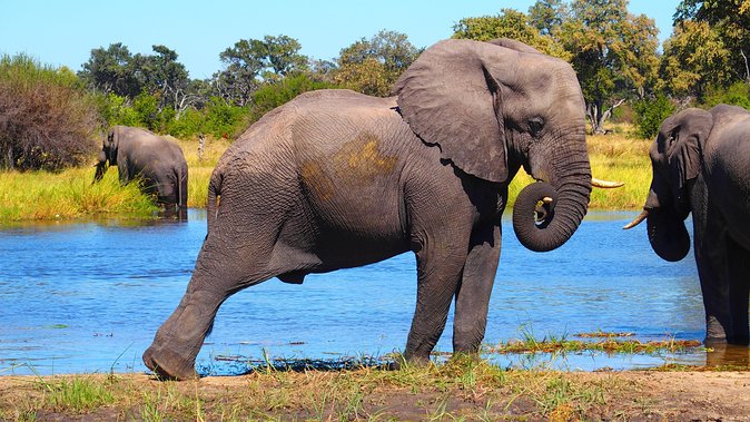 Chobe Safari Day Trip From Livingstone - Reviews and Ratings