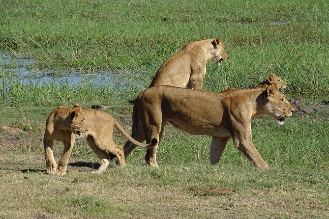 Chobe Safari Experience Day Trip - Inclusions