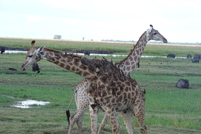 Chobe Safari Experience Day Trip - Meeting and Pickup