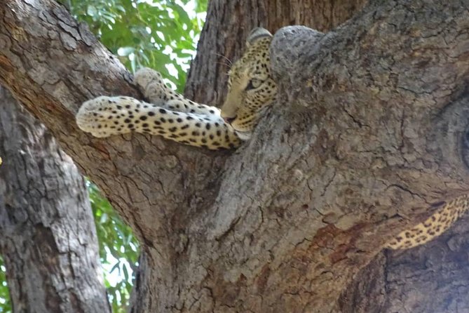 Chobe Safari Experience Day Trip - Experience Highlights