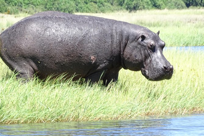 Chobe Safari Experience Day Trip - Cancellation Policy