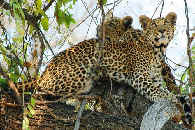 Chobe Sunrise Upto Sunset Day Trip From Victoria Falls 5AM - 7PM - Pickup and Accessibility