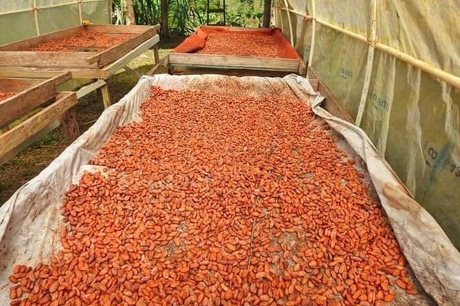 Chocolate and Coffee Tour Farm Don Jorge - Sensory Tastings and Samples