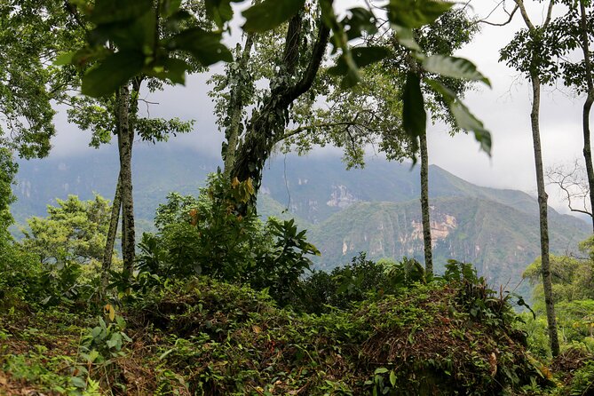 Chocolate & Coffee Farm Experience - Transportation and Meeting Point