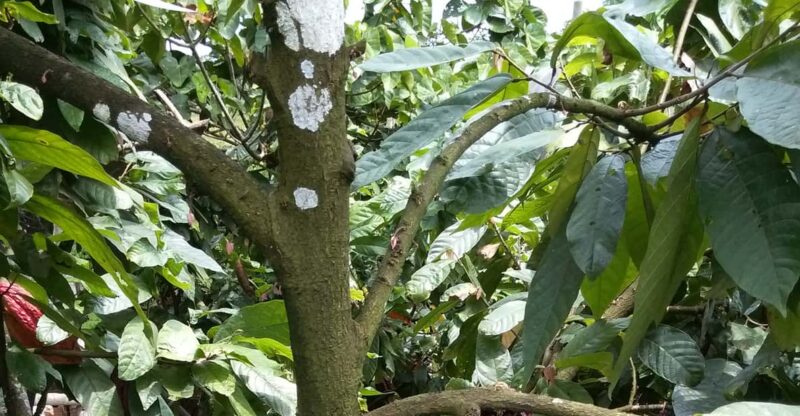 Chocolate Experience and Workshop Private Tour - Tour Overview and Pricing