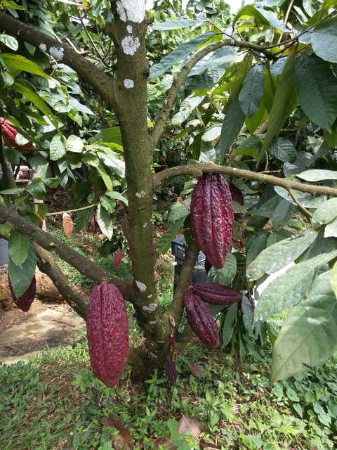 Chocolate Experience and Workshop Private Tour - Recap
