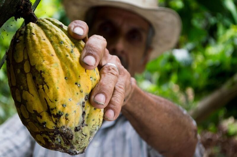 Chocolate Experience and Workshop Private Tour - Cacao Experience and Community Impact