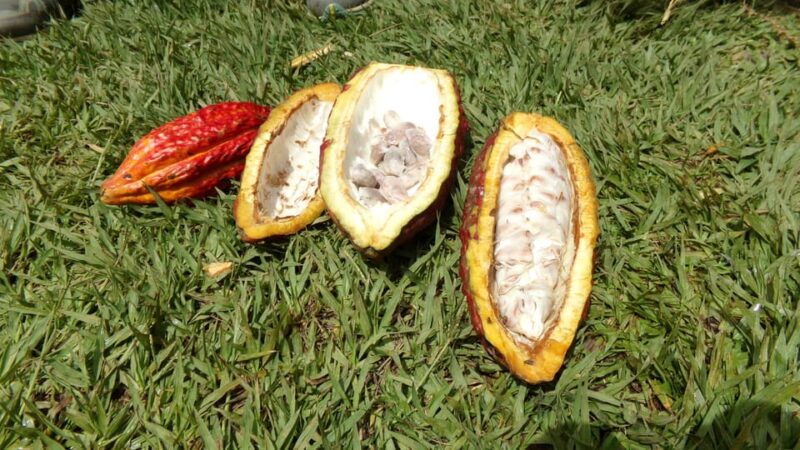 Chocolate Experience and Workshop Private Tour - Inclusions and Recommendations