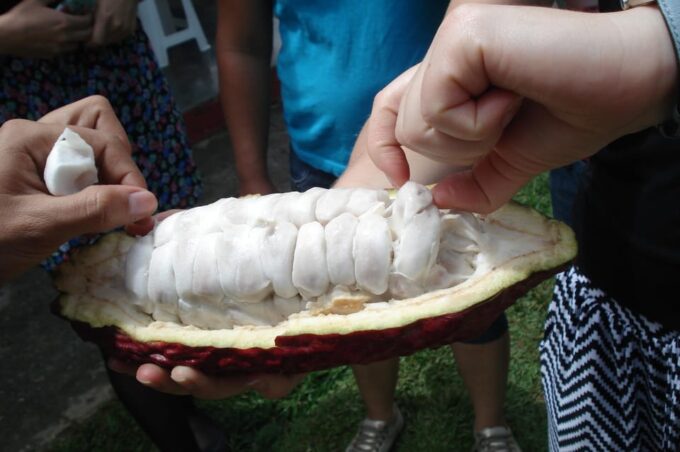 Chocolate Experience and Workshop Private Tour - Exploring Medellins Chocolate Tradition