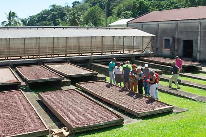Chocolate Factory Belmont Estate, Annandale Falls & Grand Etang Lake Tour - Pickup Details