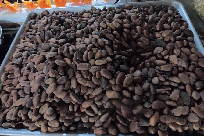 Chocolate Factory, Mayan Culture, Flavored Tequila & Tacos. - Customer Reviews and Feedback