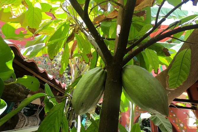 Chocolate Factory, Mayan Culture, Flavored Tequila & Tacos. - Savor Homemade Tequila Varieties