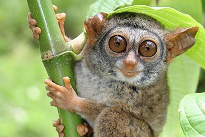 Chocolate Hills Tour With Tarsier & Loboc River Buffet Lunch (Half-Day Tour) - Loboc River Lunch Cruise