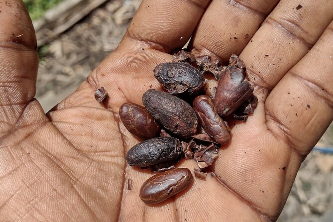 Chocolate Native Indigenous Tour and Waterfall Adventure - Optional Waterfall Adventure