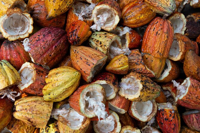 Chocolate Tour in Indigenous Area Bribri & Cahuita National Park - City Tour of Port Limon