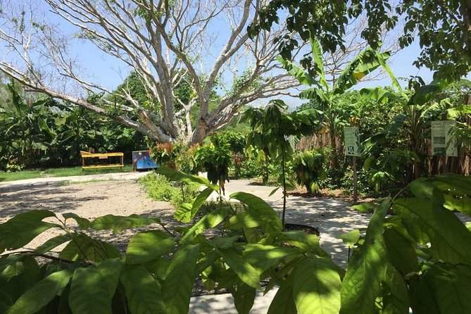 Chocolate Tour in Vallarta - Sampling Artisanal Chocolate Delights