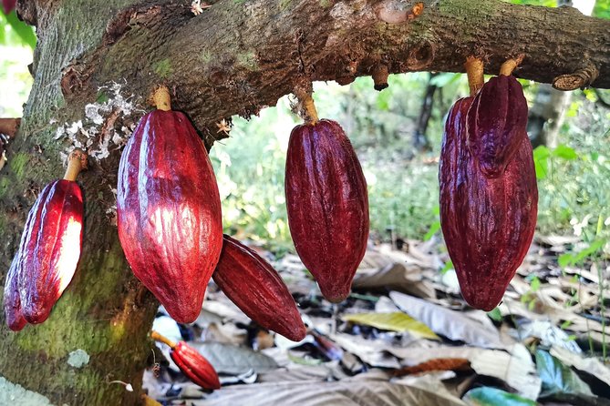 Chocolate Tour Manuel Antonio - Cacao Plant Ecology