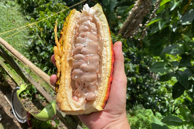 Chocolate Tour Near Medellin - Cultural Immersion