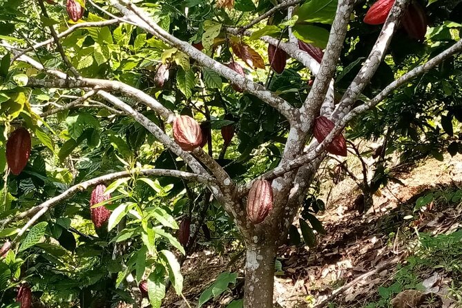 Chocoserrano Chocolate Tour 1 Day -- Santa Marta - Key Points