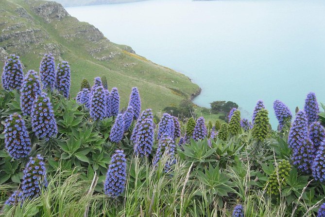Christchurch Coastal Hiking Tour - Health and Safety