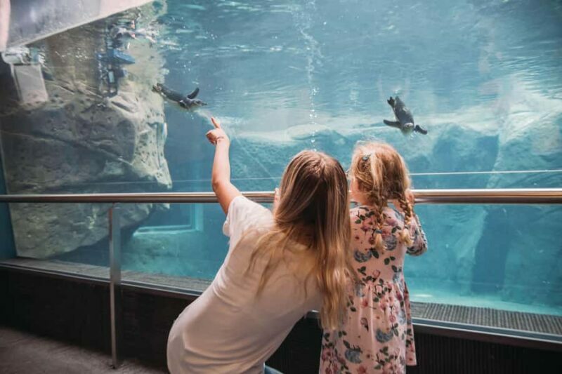 Christchurch International Antarctic Centre Entry Tickets - Exploring the Antarctic Centre: What You Can Expect