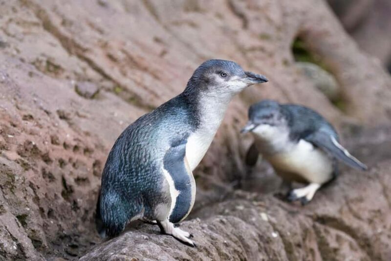Christchurch International Antarctic Centre Entry Tickets - Who Will Love This Experience?