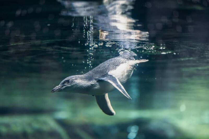 Christchurch International Antarctic Centre Entry Tickets - Frequently Asked Questions