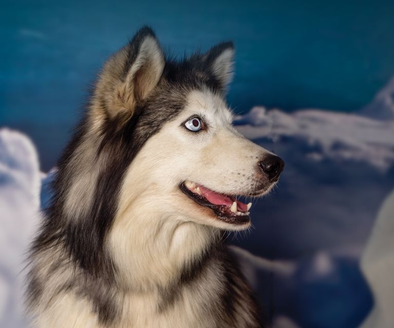 Christchurch International Antarctic Centre Entry Tickets - Accessibility and Restrictions