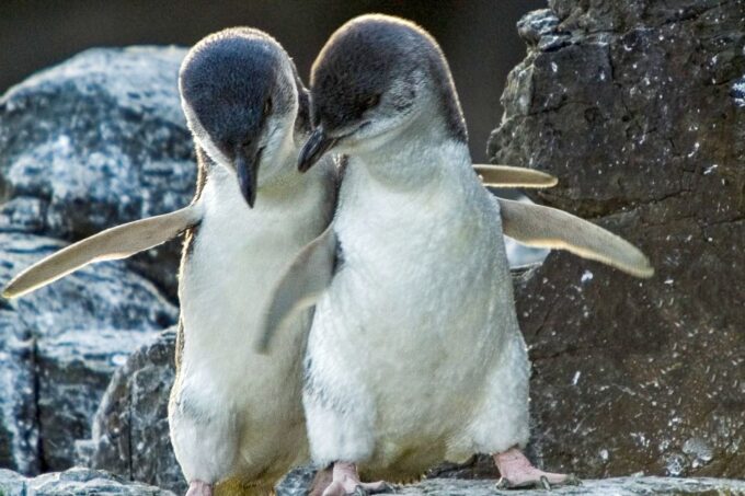 Christchurch International Antarctic Centre Entry Tickets - Immersive Antarctic Simulation