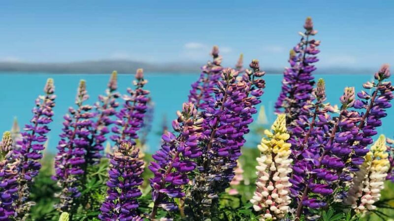 Christchurch: Mt Cook & Tekapo Small-Group Tour (incl Lunch) - Ascending into the Alps — Lake Tekapo’s Legendary Views