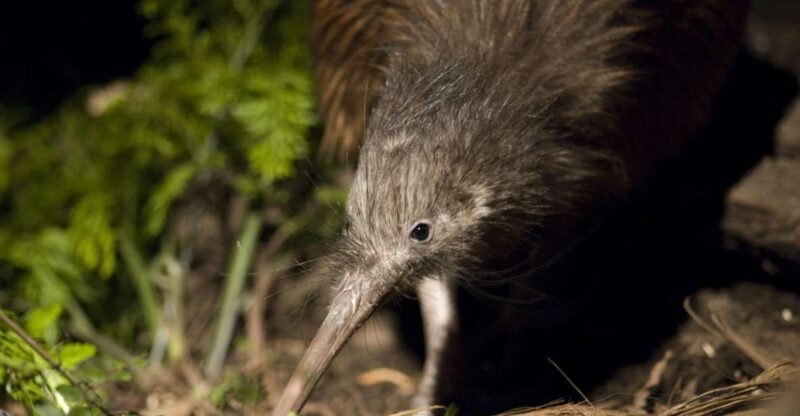 Christchurch: Orana Wildlife Park Admission - Park Location and Operating Hours