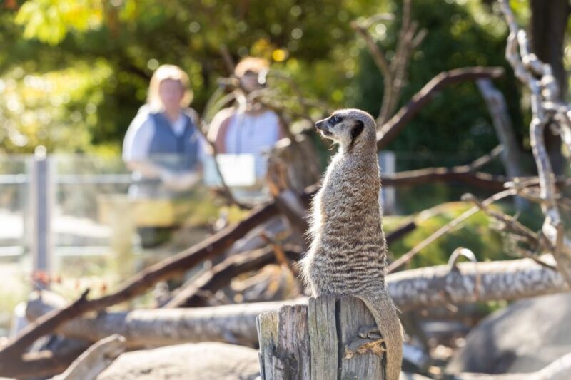 Christchurch: Orana Wildlife Park Admission - Customer Reviews and Feedback