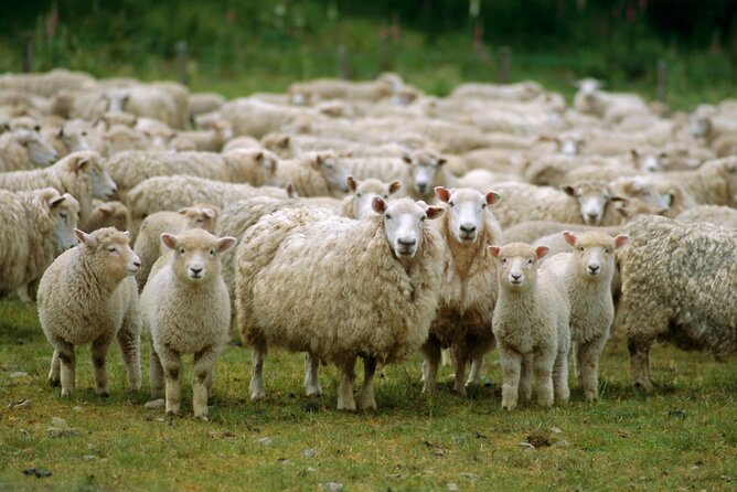 Christchurch Sheep Farm Visit - Tour Details