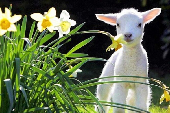 Christchurch Sheep Farm Visit - Reviews Summary