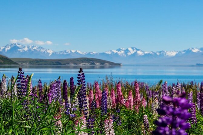 Christchurch to Mt Cook via Lake Tekapo Half-Day Tour (One-Way) - Booking and Cancellation Policy
