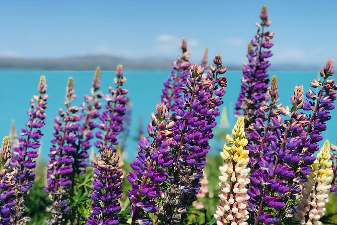 Christchurch to Queenstown One Way via Lake Tekapo and Mt Cook - Included Amenities and Allowances