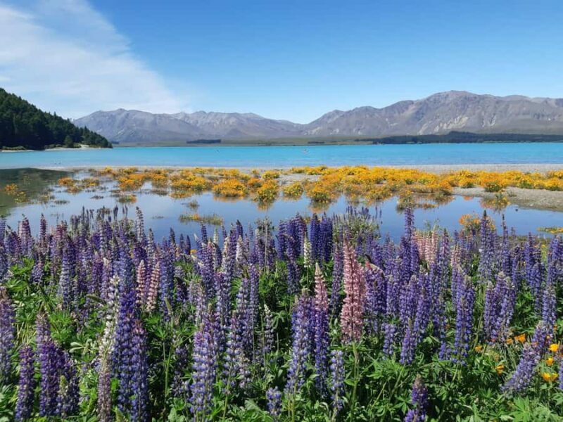 Christchurch: to Queenstown via Mt Cook 1 Way Tour - Final Thoughts: Who Is This Tour Best For?